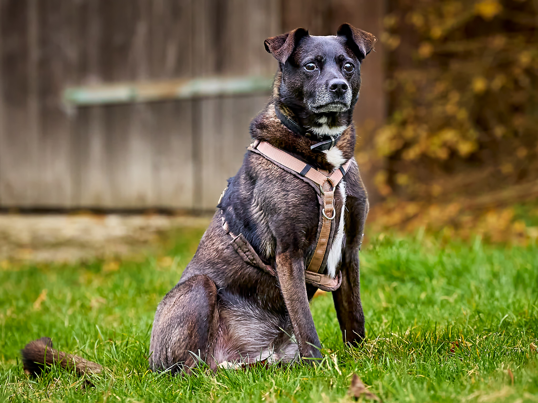 Marley_6M20399_Annabelle_Felusch_Nov. 10 2024.jpg Marley_6M20399_Annabelle_Felusch_Nov. 10 2024.jpg